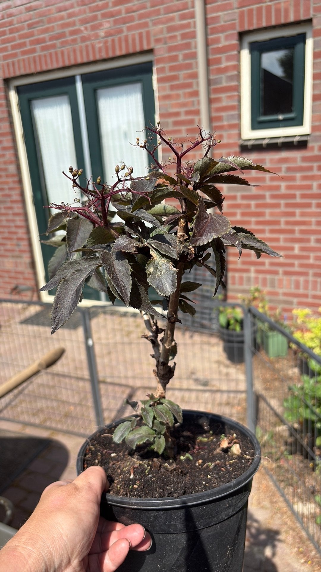 Vlier Black Tower, Tuin en Terras, Planten | Bomen, Overige soorten, 250 tot 400 cm, Volle zon, Ophalen of Verzenden