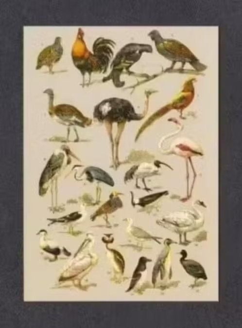 Vogels Meeuwen Pinguïn Reiger Fazant Kip Korhoen Ibis., Ophalen of Verzenden, 1980 tot heden, Ongelopen, Vogel