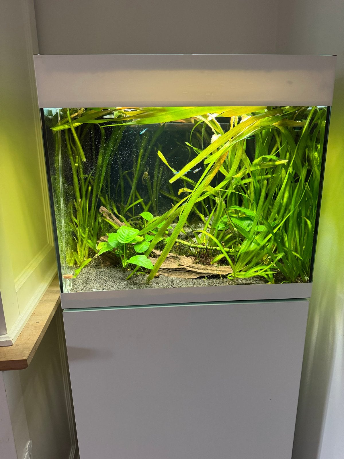 Oase styleline 85 aquarium, biomaster filter + co2, Ophalen, Gebruikt, Oase