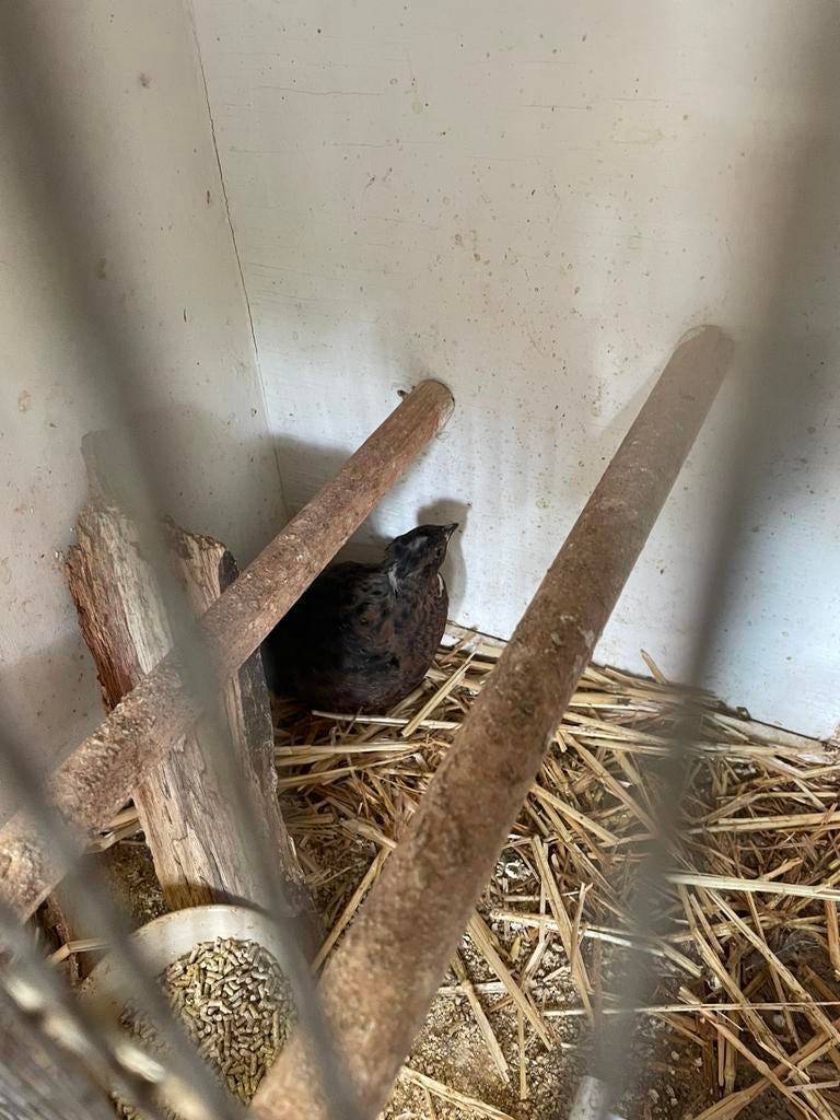 Japanse jumbo kwartel wildkleur haan, Mannelijk, Overige soorten