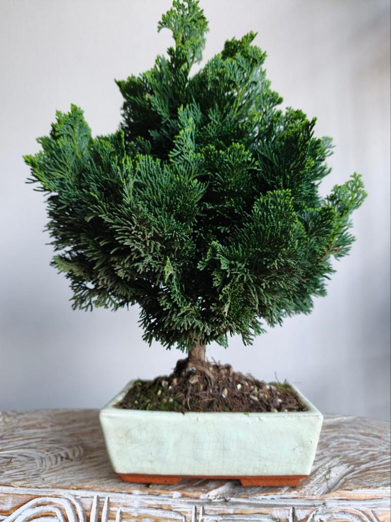 Chamaecycyparis bonsai, Bloeit niet, Halfschaduw, Minder dan 100 cm, Overige soorten