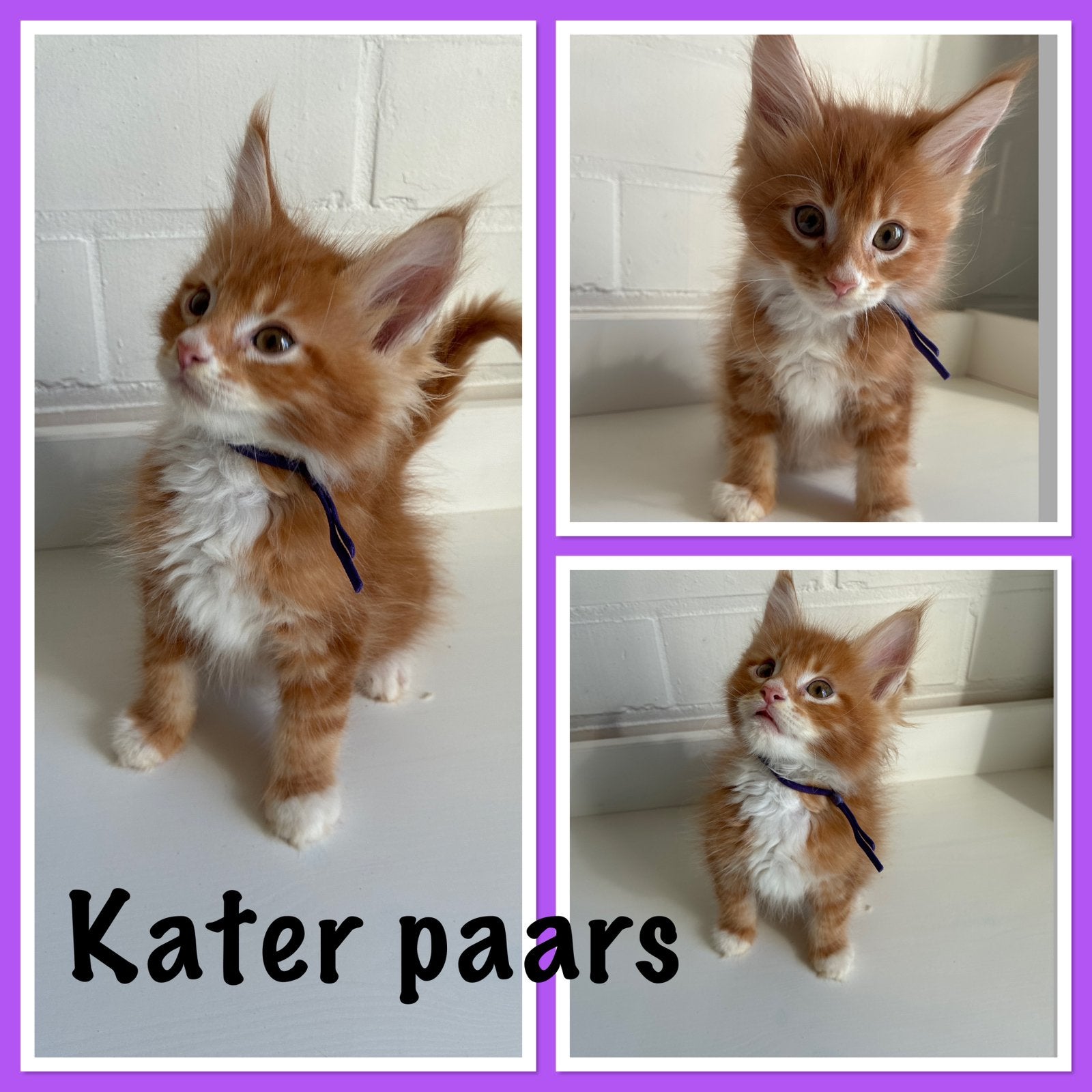 Maine coon/ maincoon kittens, Meerdere dieren, Ontwormd, 0 tot 2 jaar