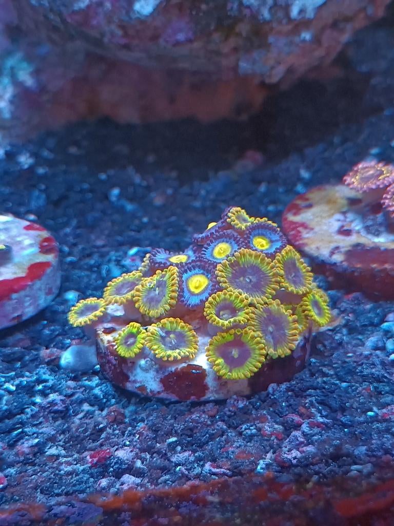 Blue Walter / Yoda Zoanthus (koraal), Dieren en Toebehoren