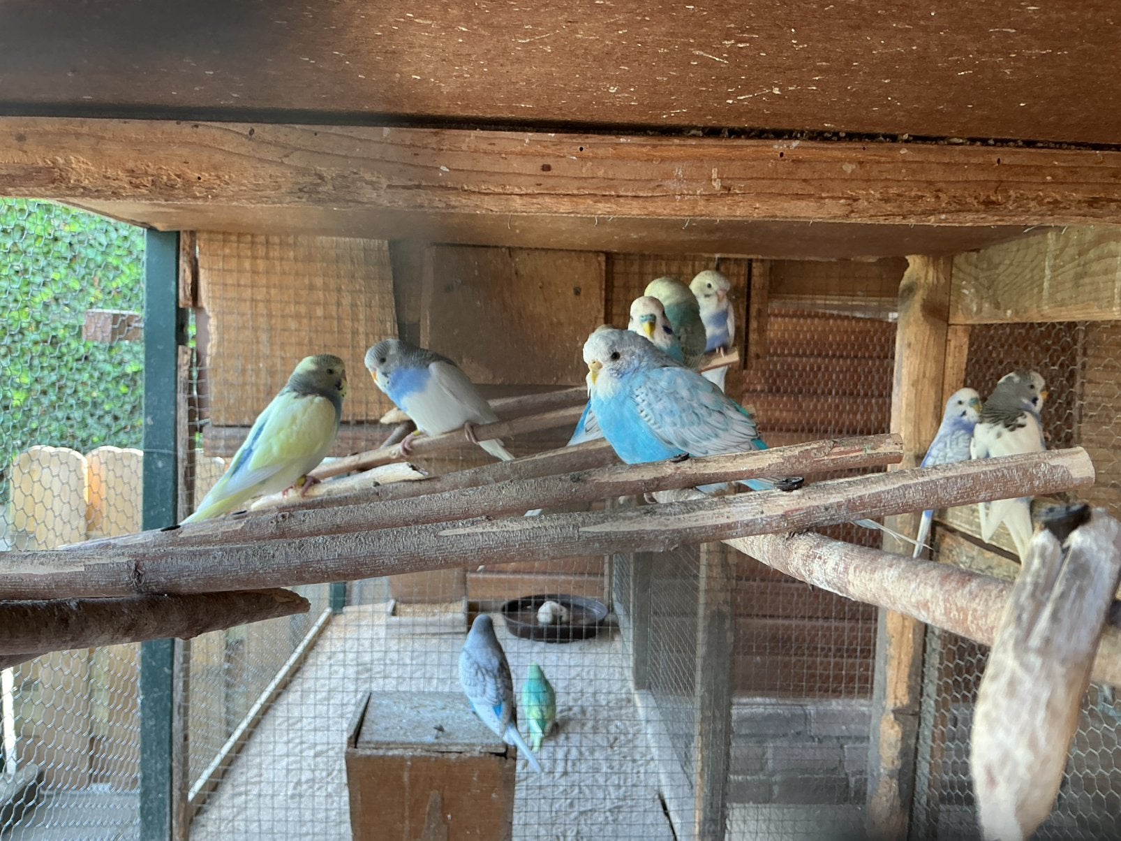 Jonge parkieten, Dieren en Toebehoren, Vogels | Overige Vogels, Meerdere dieren