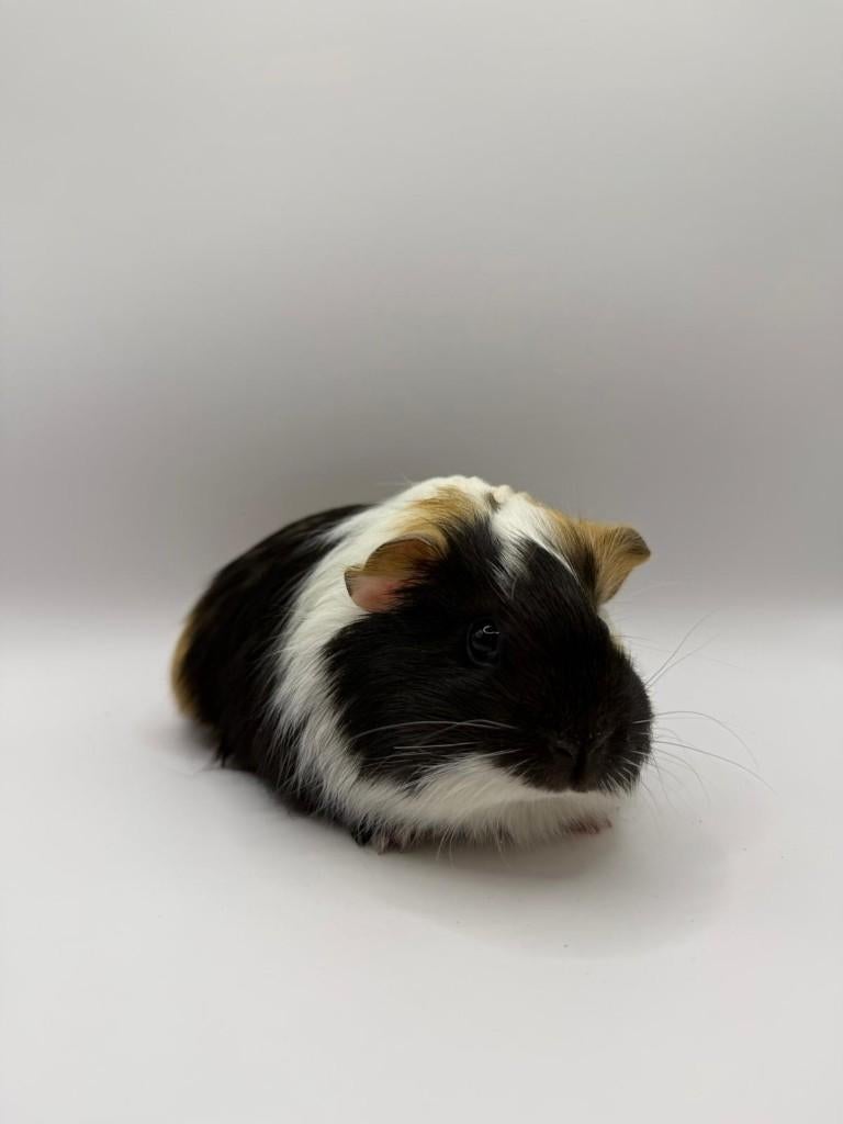 Te koop super leuke jonge cavia's zeugjes / vrouwtjes, Februari, Vrouwelijk, Cavia