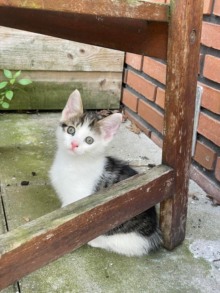 Lieve kittens te koop (zsm) MEESTE VERKOCHT/gereserveerd, Poes