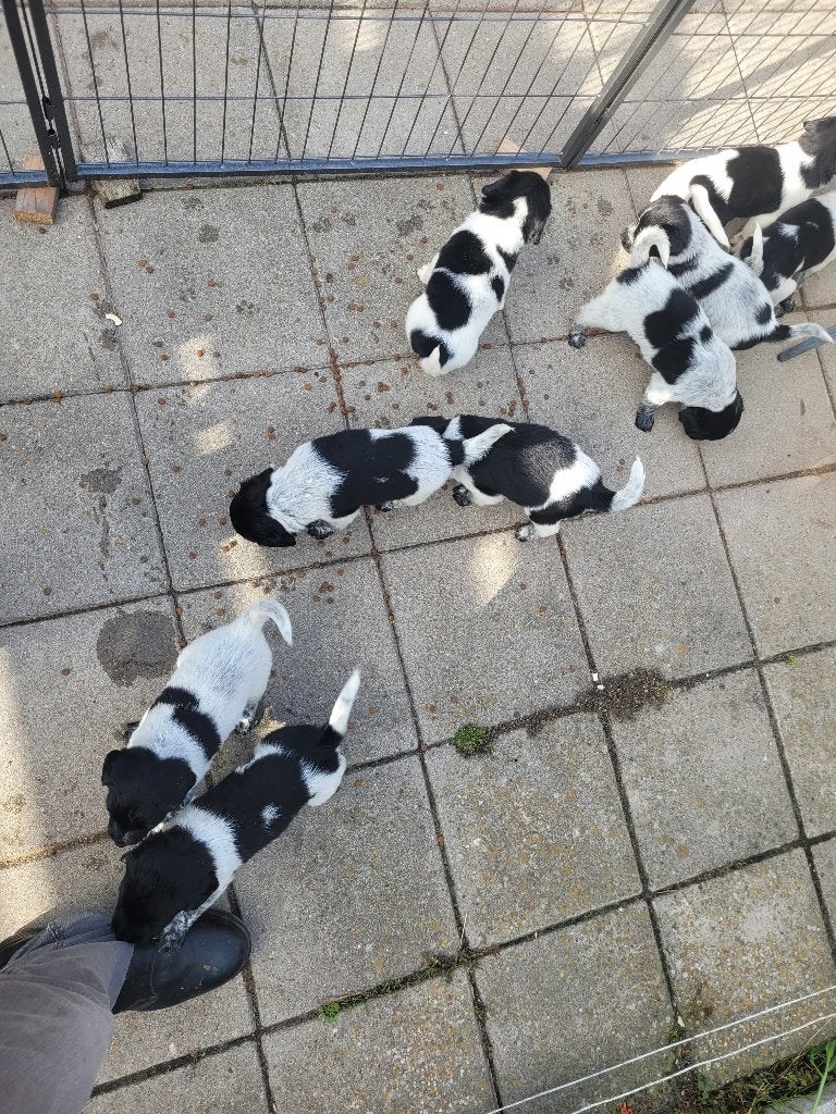 Friese stabij,s, Overige rassen, 8 tot 15 weken, Meerdere, Meerdere dieren