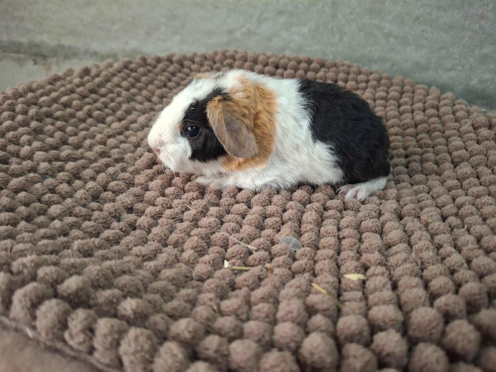 zwart buff wit us teddy beertje, Cavia, Mannelijk, Tam, Oktober