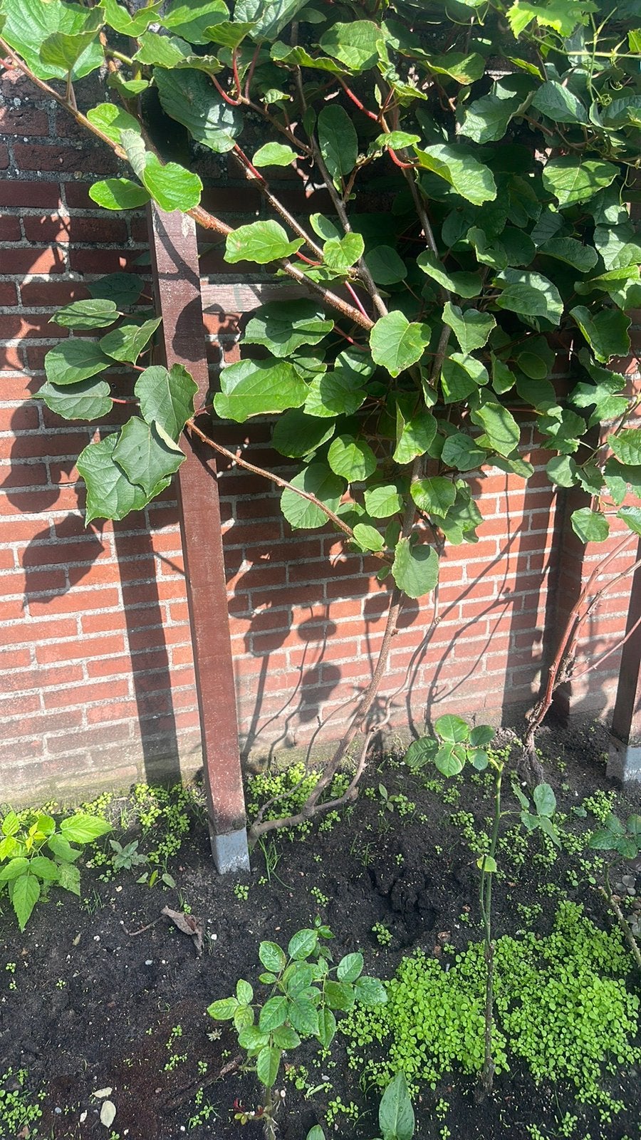 Kiwi plant, Tuin en Terras, Bloeit niet, Overige soorten, Minder dan 100 cm, Ophalen