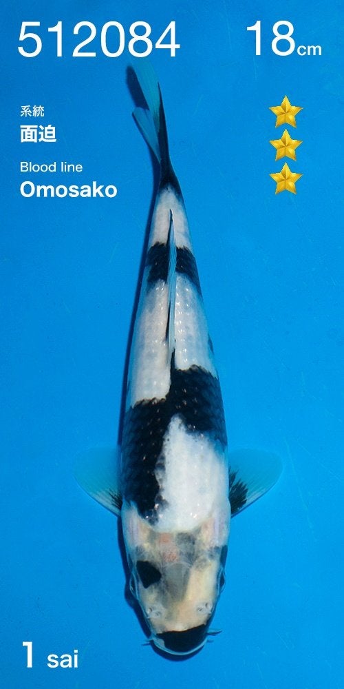 Ogata HQ tosai| Tosai vissen, Dieren en Toebehoren, Vissen | Vijvervissen, Karper of Koi