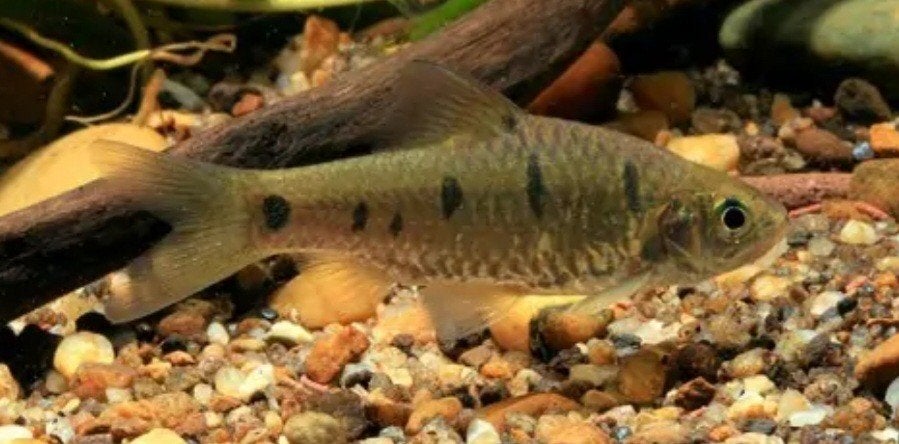 Barbodes aurotaeniatus

, barbeel gratis, Ophalen
