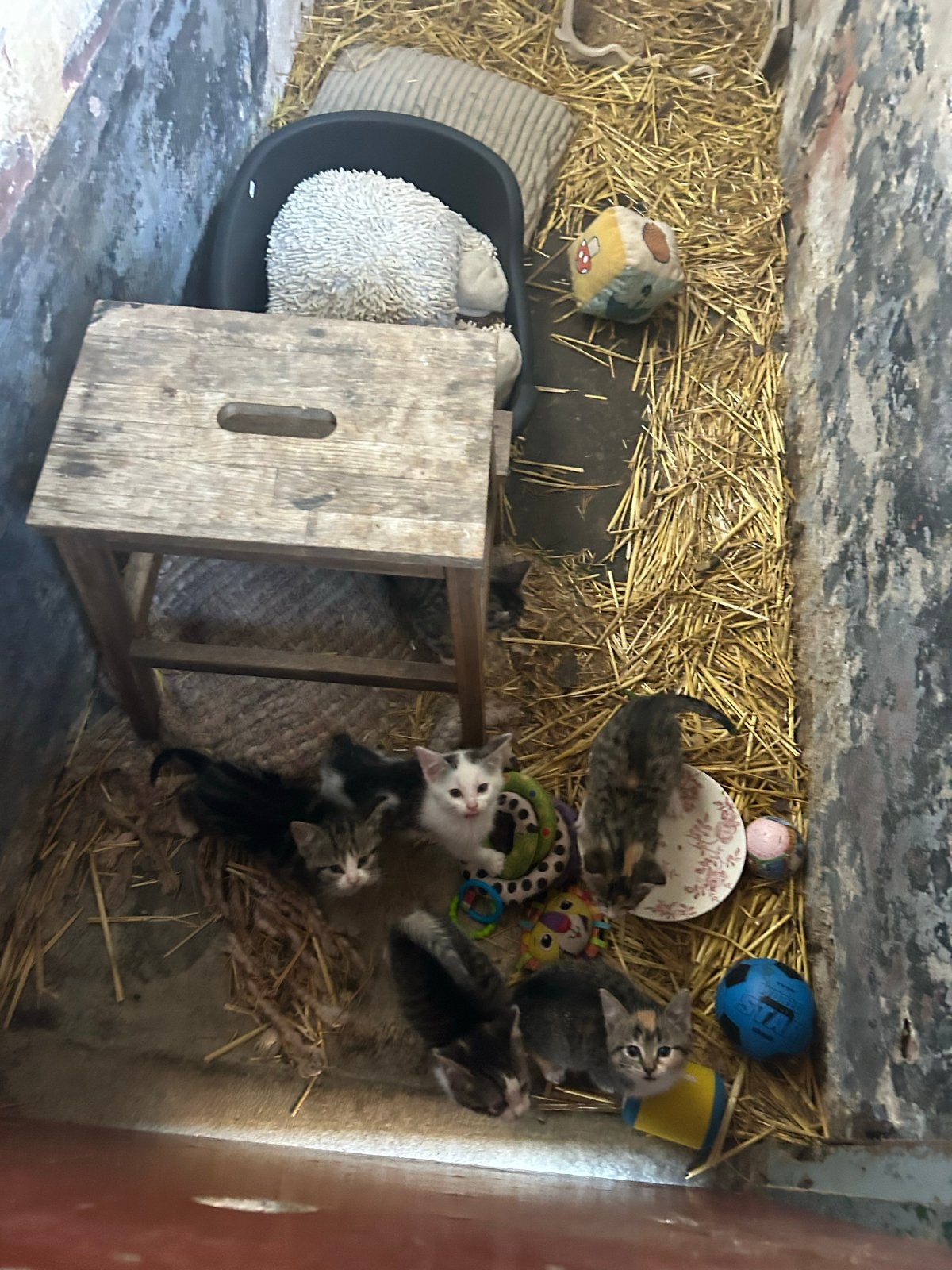Super mooie boerderij kittens, Kater