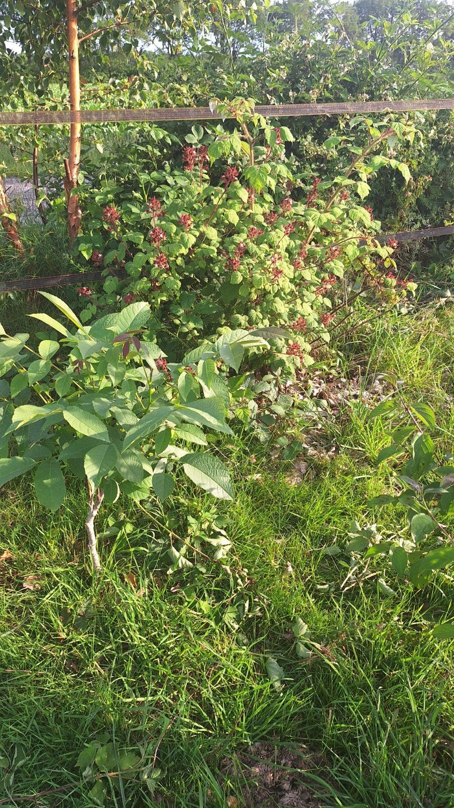 Diverse fruitbomen te koop - voedelbos, Ophalen of Verzenden, Minder dan 100 cm, Overige soorten, Lente