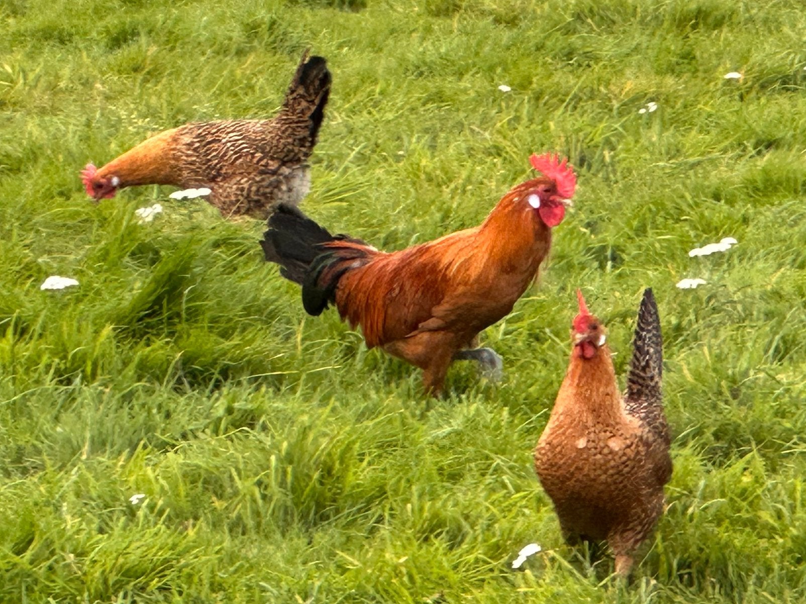 Haan Friese Hoen, Mannelijk, Kip
