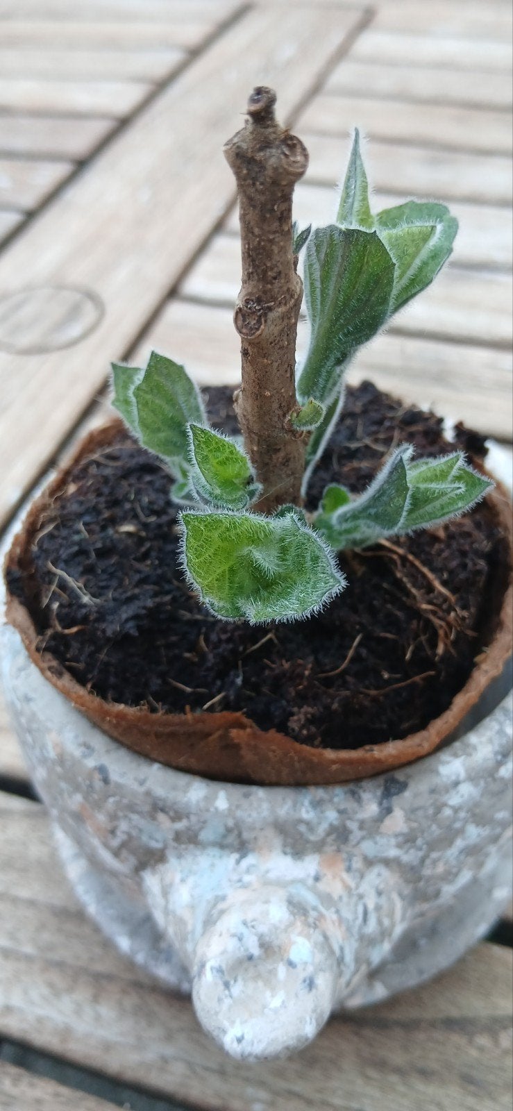 Paulowniaboom CO2 opnemer, Ophalen, Vaste plant, Overige soorten, Volle zon