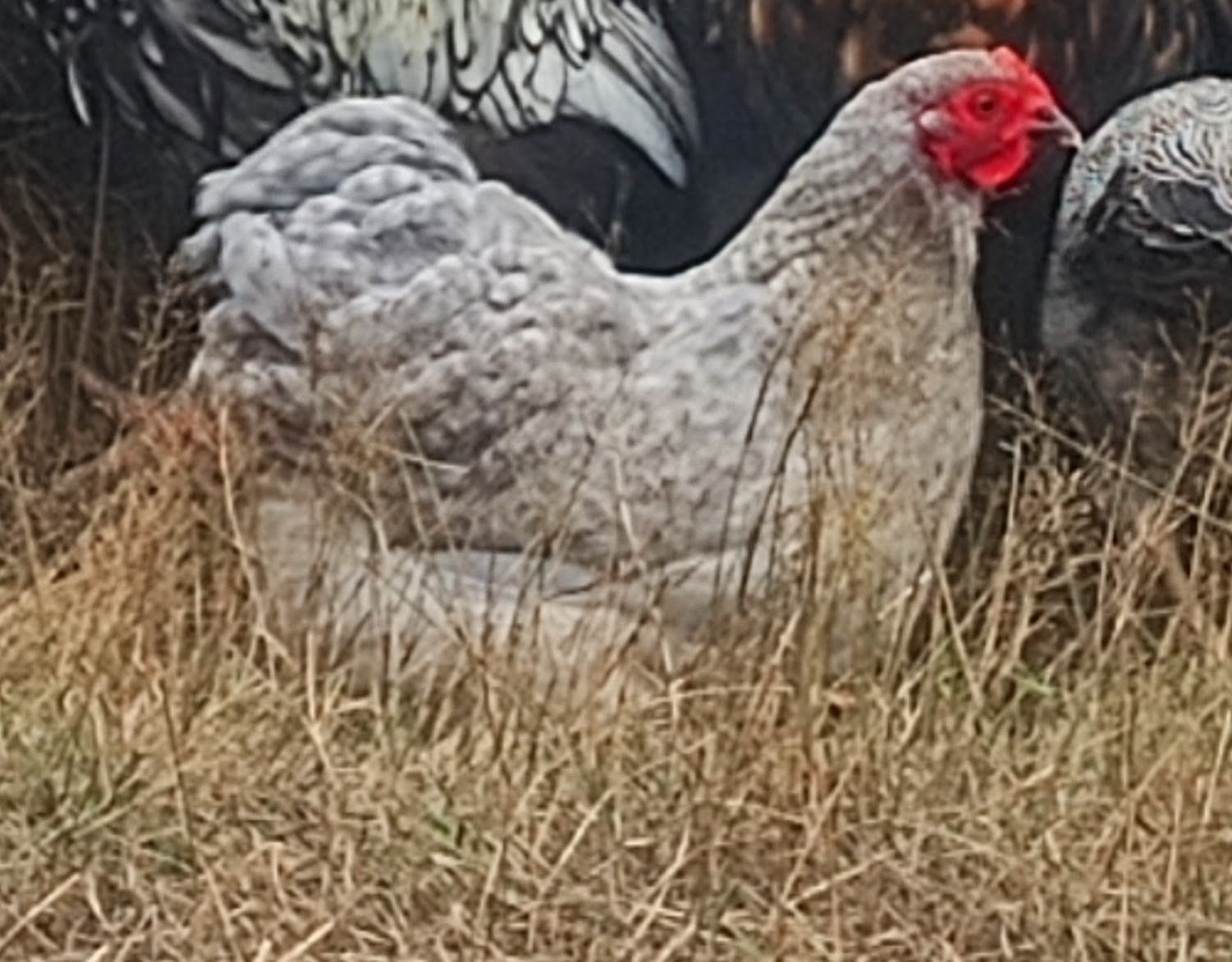 Orpington kriel, Dieren en Toebehoren, Pluimvee, Meerdere dieren, Kip