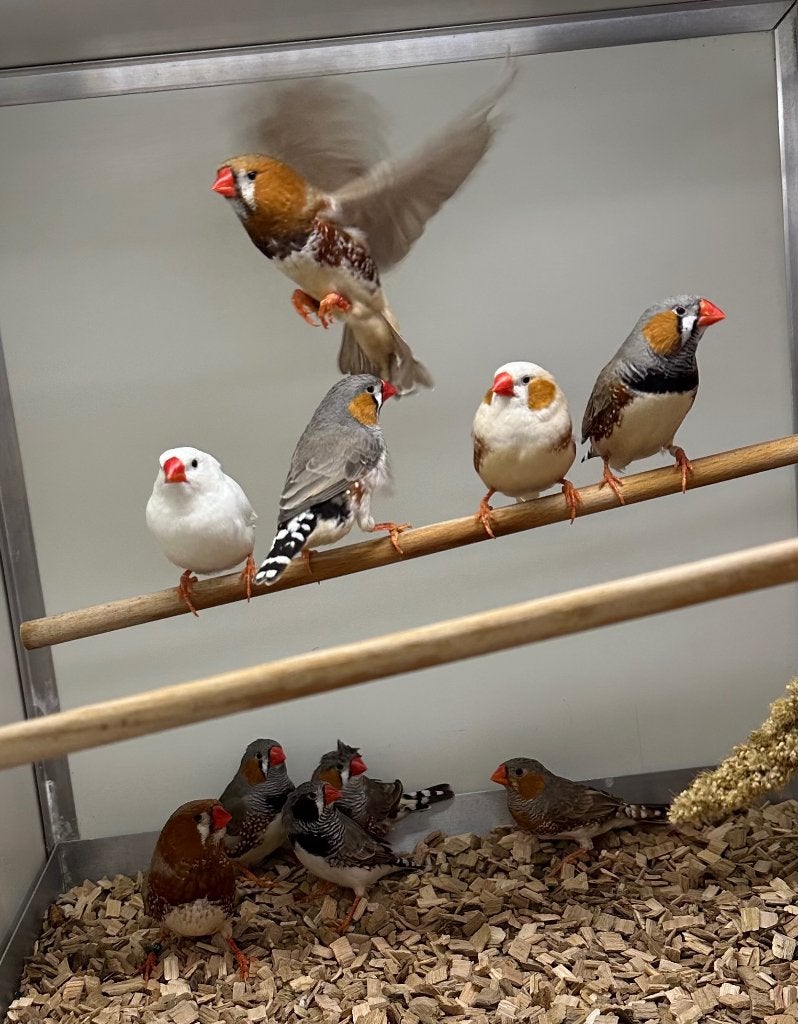 Zebravinken, Meerdere dieren, Tropenvogel
