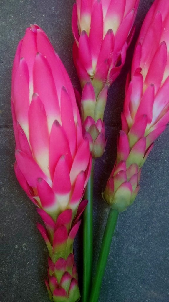 EXOTISCHE BLOEM - REAL TOUCH, Ophalen of Verzenden, Nieuw