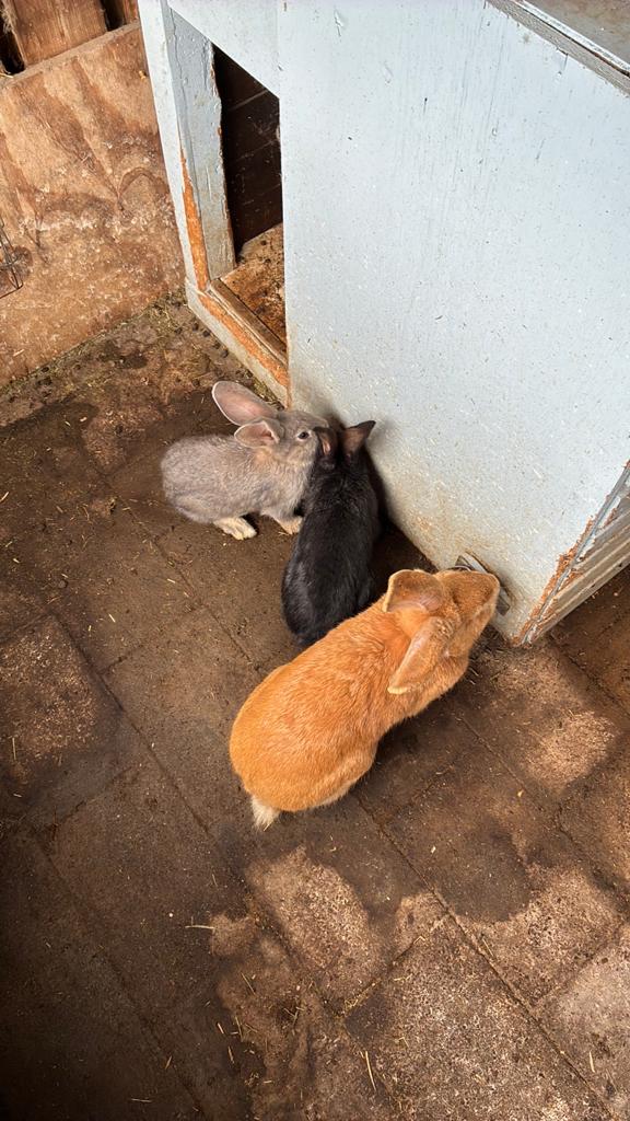 Jonge Duitse Reuzen, Dieren en Toebehoren, Konijnen, Meerdere dieren, Groot, 0 tot 2 jaar