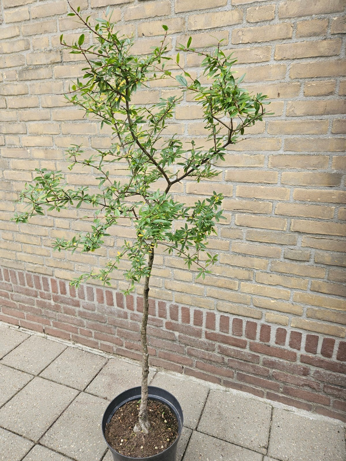 Granaatappeltje Punica granatum nana, Overige soorten, 100 tot 250 cm, Ophalen, Volle zon