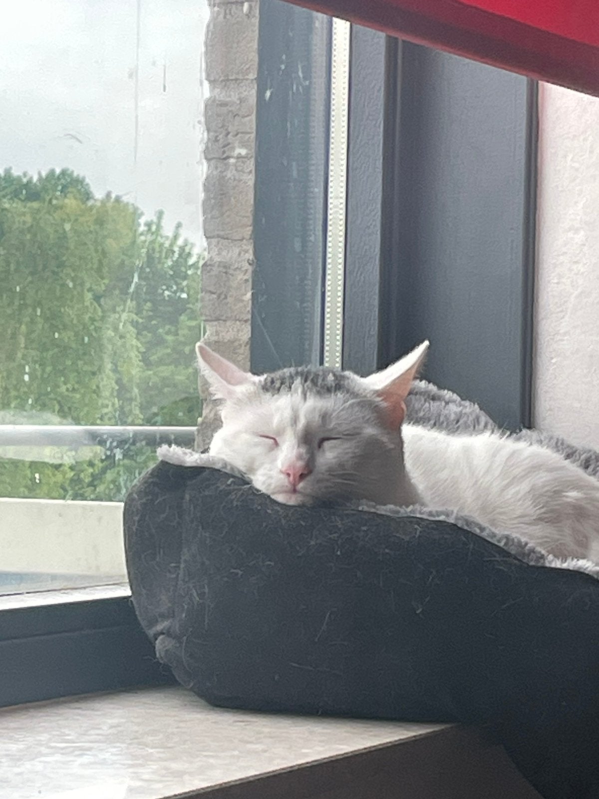 Witte kater Neko, Kater, Kortharig, 0 tot 2 jaar