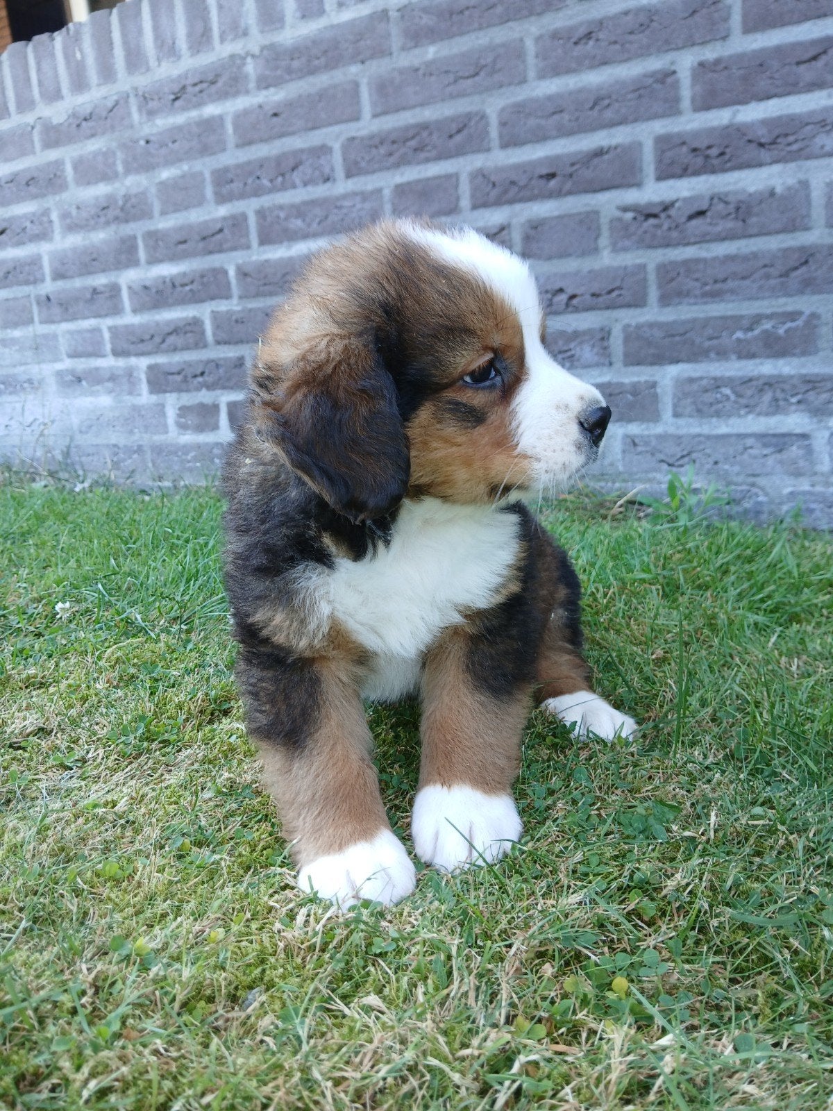 Prachtige boulab pups., Dieren en Toebehoren, Parvo, 8 tot 15 weken, Meerdere, Meerdere dieren