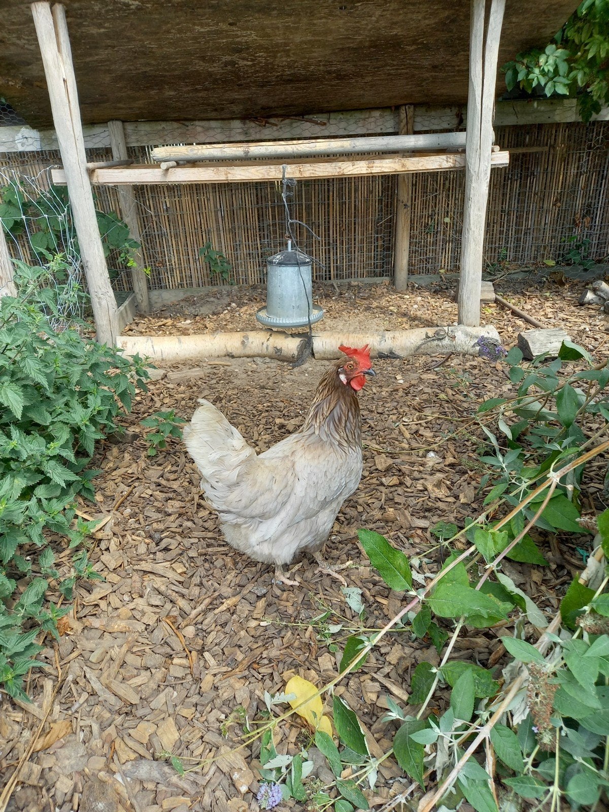 3 kippen te koop, Dieren en Toebehoren, Pluimvee, Vrouwelijk, Kip
