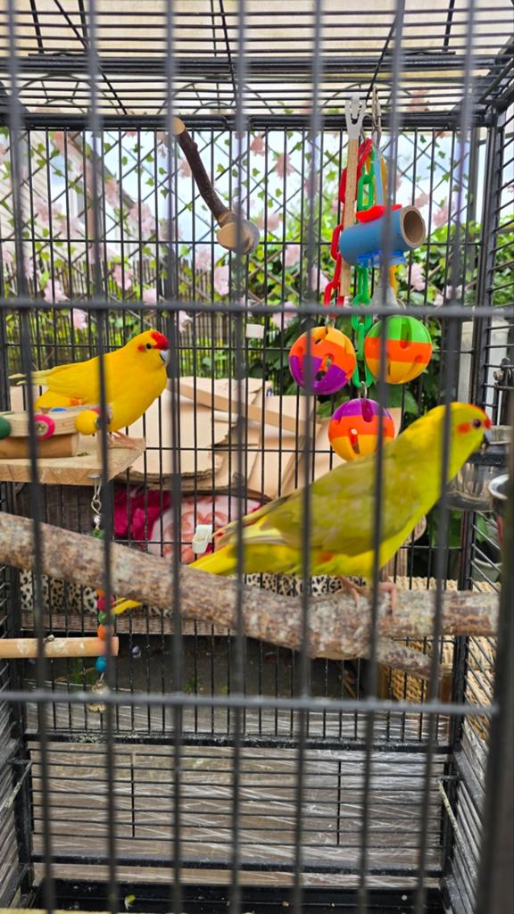Kakariki, Dieren en Toebehoren, Vogels | Parkieten en Papegaaien, Meerdere dieren, Parkiet