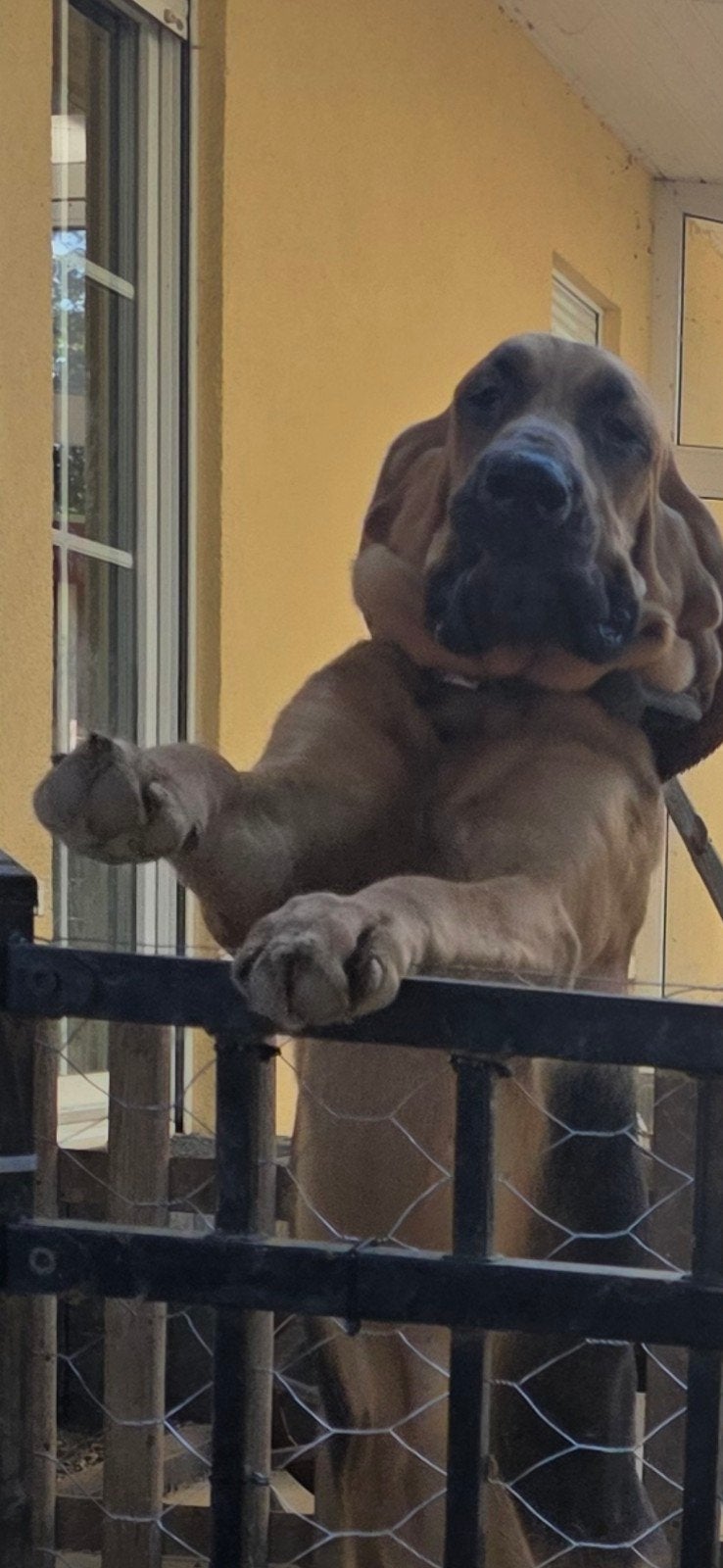 prachtig mooie Bloedhond met stamboom, 15 weken tot 1 jaar, Teef, Parvo, Eén hond