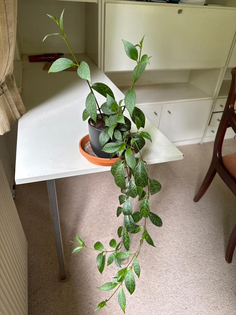 Hoya Australis Lisa - Hangplant in pot, Huis en Inrichting, Kamerplanten, Ophalen, Overige soorten, Halfschaduw, In pot