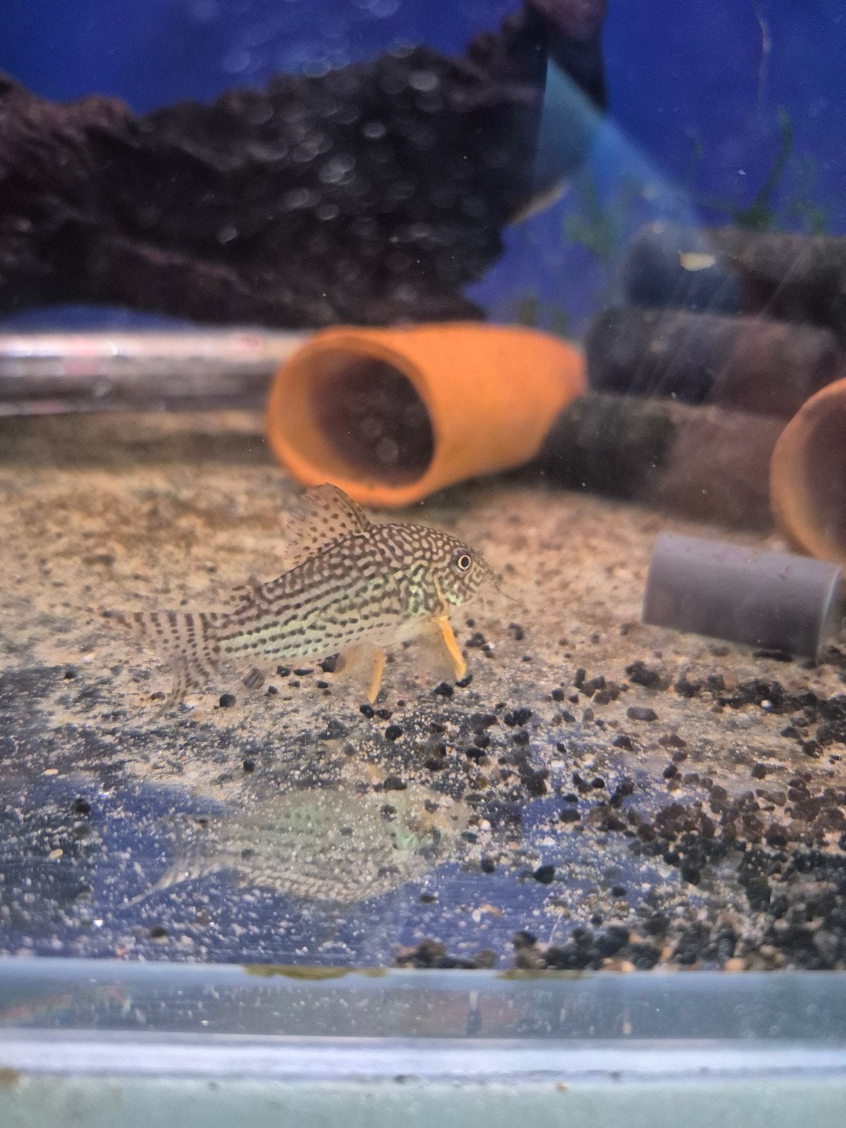 Kweekgroep corydoras sterbai., Dieren en Toebehoren, Vissen | Aquariumvissen, Vis, Zoetwatervis, Schoolvis