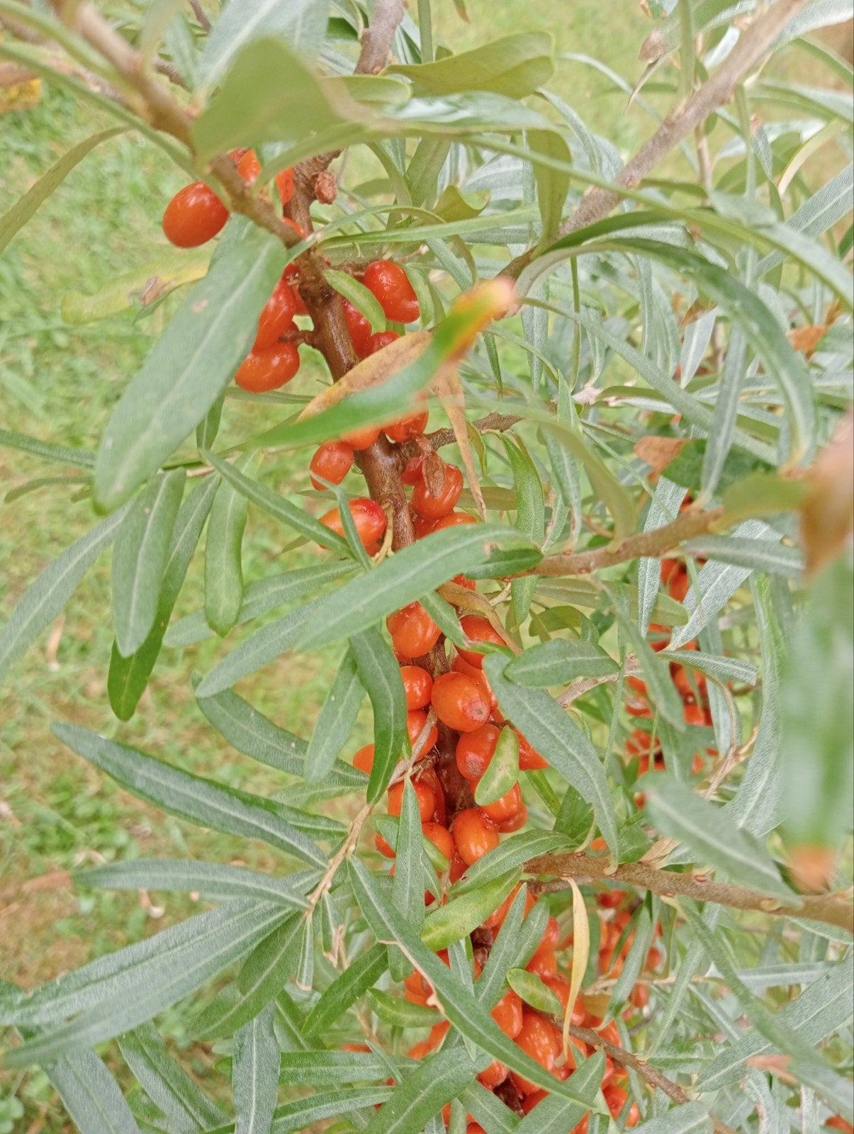 Duindoorn bessen, Tuin en Terras, Planten | Struiken en Hagen, Ophalen