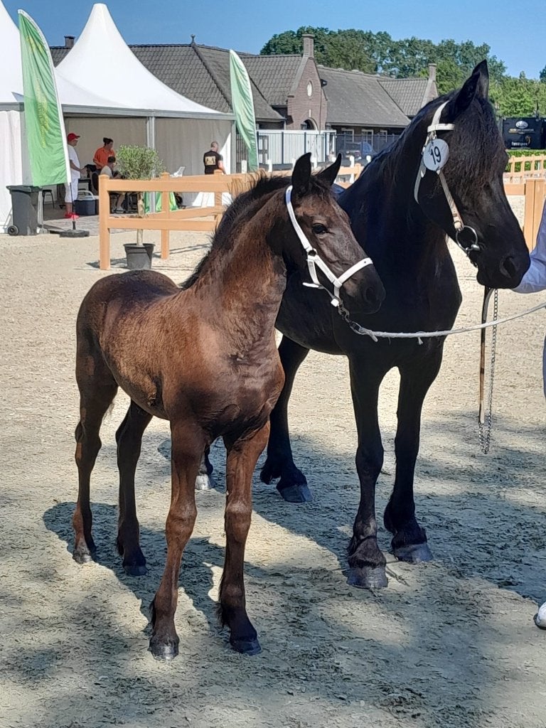 2 Friese hengstveulens van jonge hengsten te koop, Minder dan 160 cm, Met stamboom, Dressuurpaard, 0 tot 2 jaar