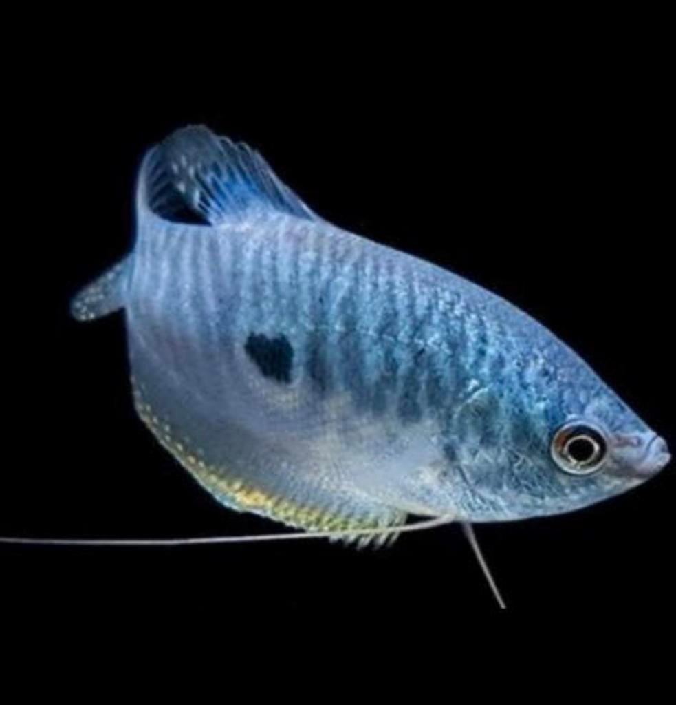 Blauwe spat XXL kweekkoppels te koop, Dieren en Toebehoren, Vissen | Aquariumvissen, Vis