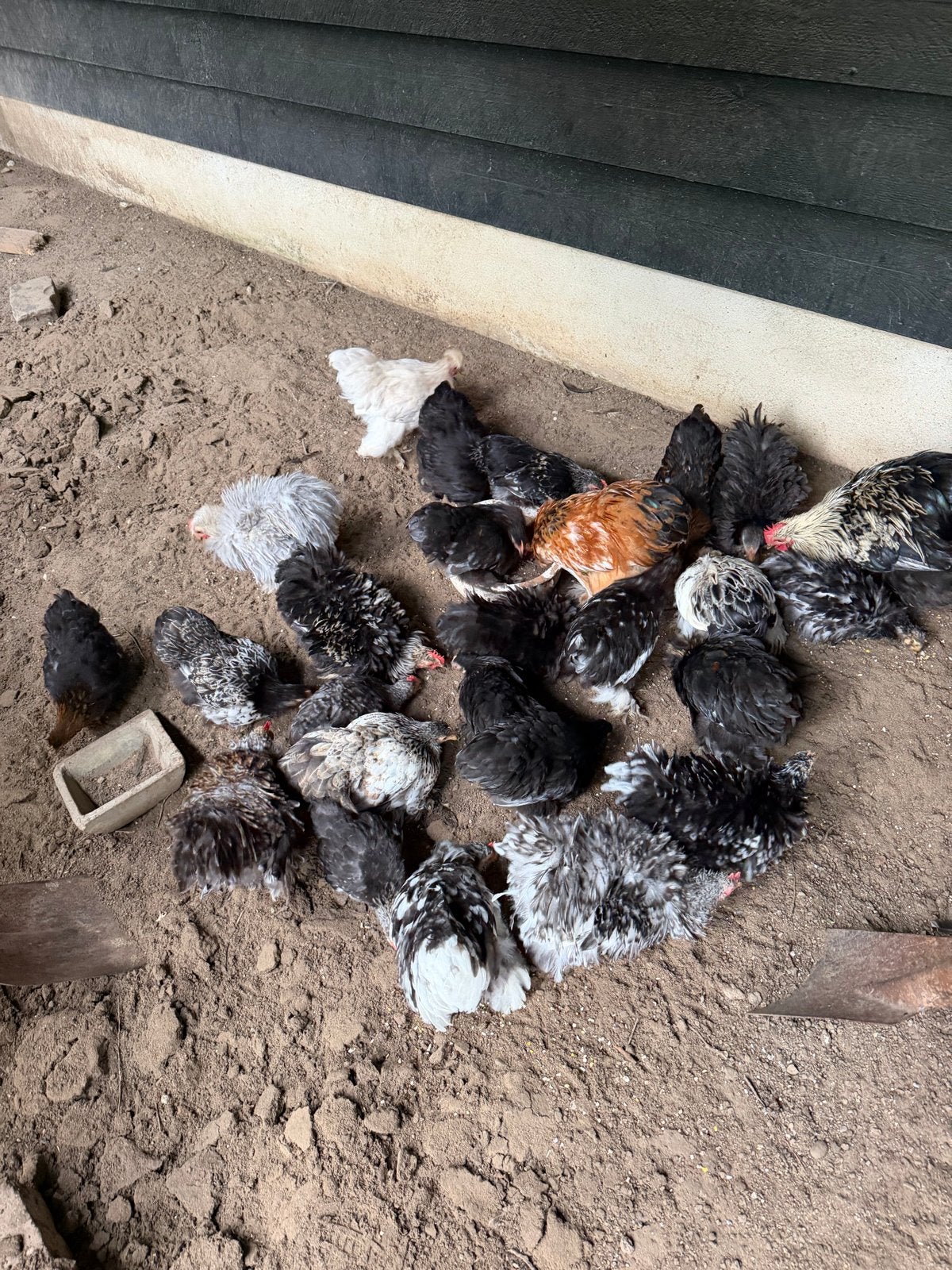 Cochin kriel krulveer, Dieren en Toebehoren, Meerdere dieren, Kip