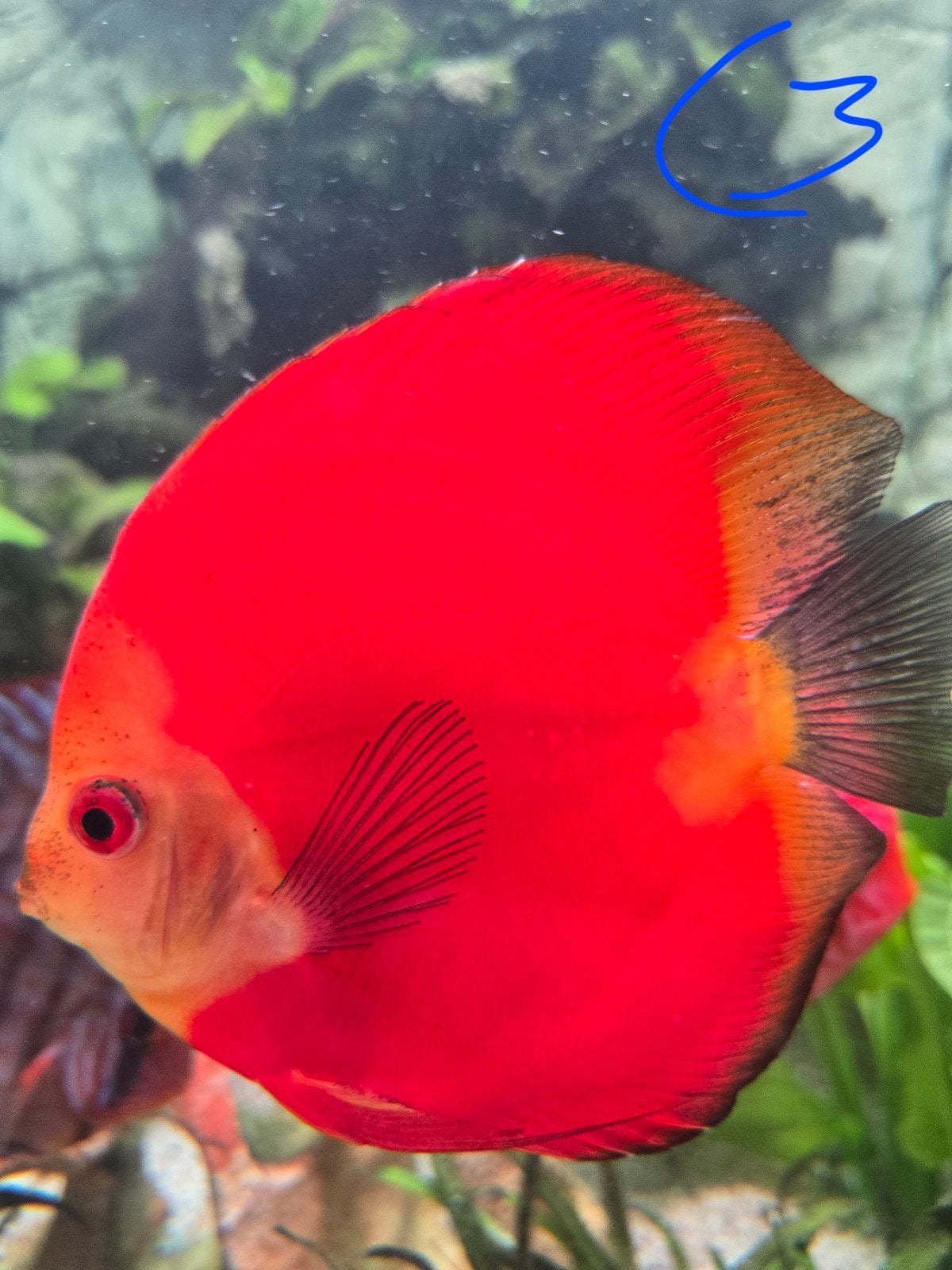 Discus Rode Meloen