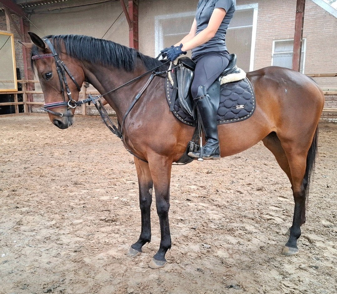 Brave 6 jr E pony 1,56 mtr(recreatie-manege-sport), Dieren en Toebehoren, Pony's, 3 tot 6 jaar, Recreatiepony, Merrie, E pony (1.48m - 1.57m)