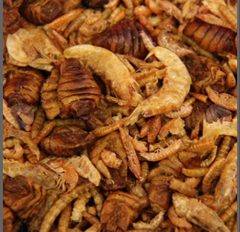 Natuurvoer mix, Koi en vijvervoer., Karper of Koi