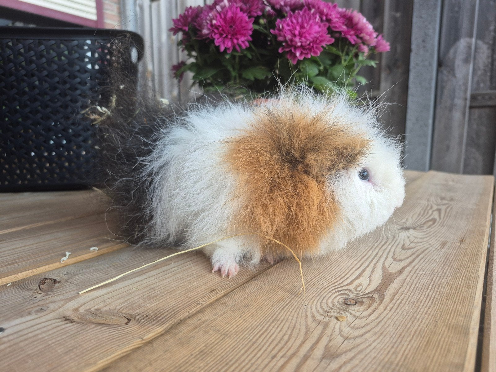 CH teddy cavia beertje 🩵🏡, Dieren en Toebehoren, Cavia, Mannelijk, Mei, Tam