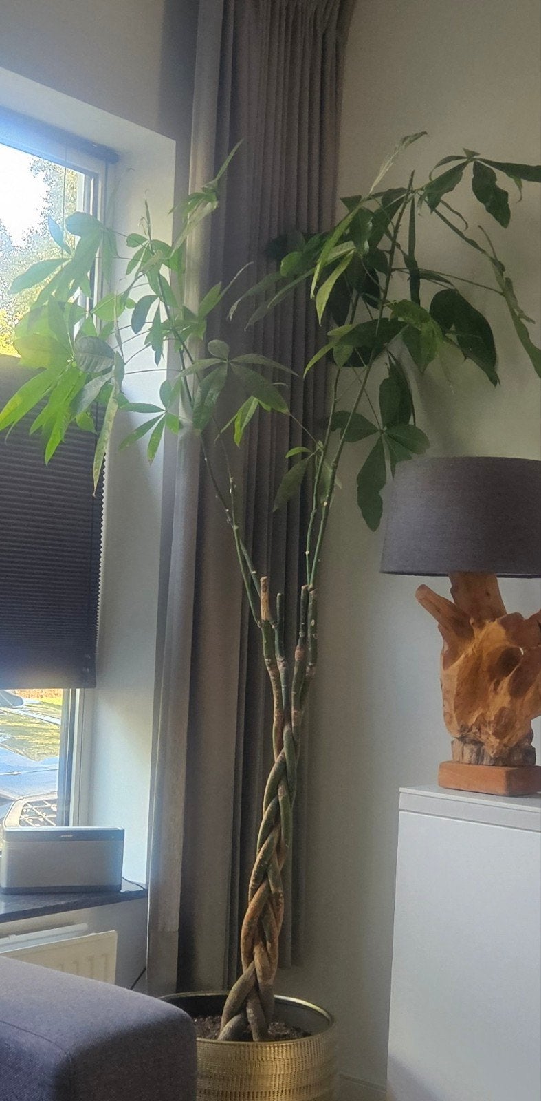 Grote Pachira Aquatica (Geldboom) - Prachtige Kamerplant, Ophalen