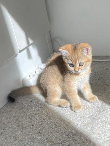 Britse Korthaar Kitten Golden Saded, Dieren en Toebehoren