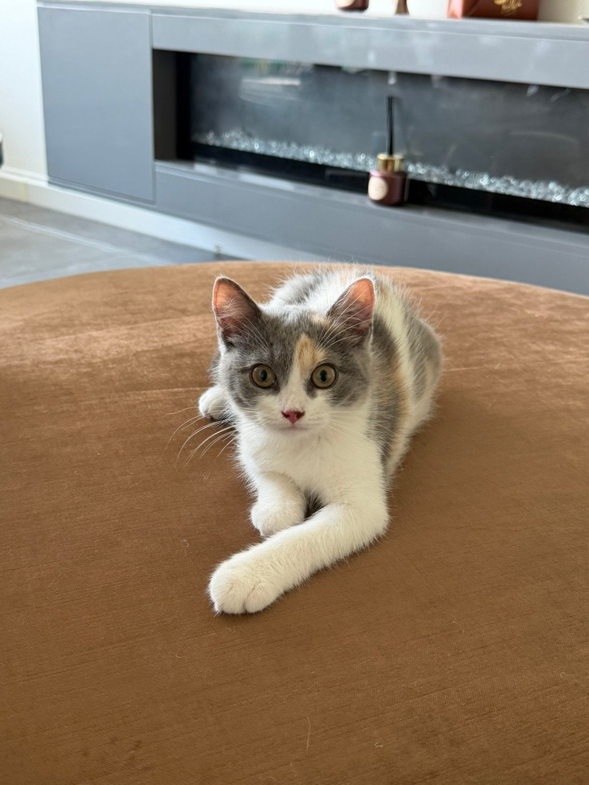 British kat kortehaar, Kater, Ontwormd