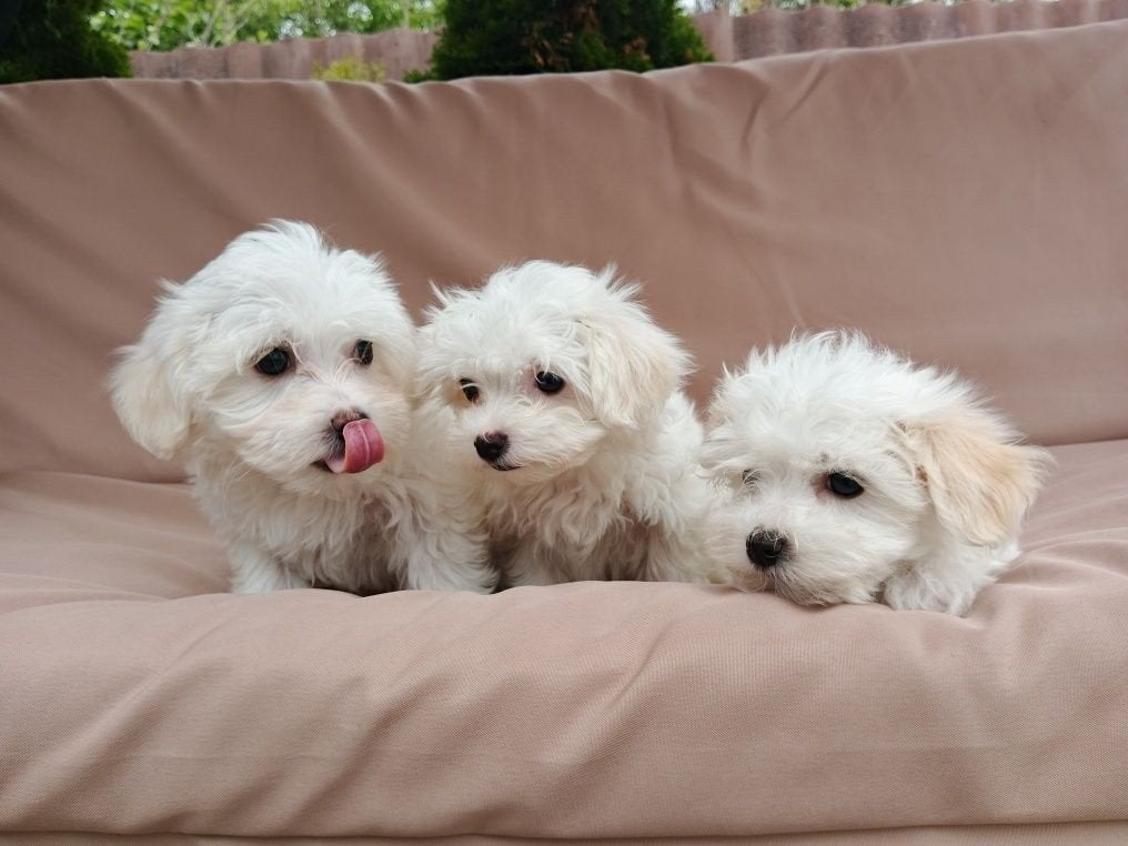 Nog 1 meisje beschikbaar, Maltezerpup, Maltezer, pup, Dieren en Toebehoren, 8 tot 15 weken, Teef, Meerdere, Nederland