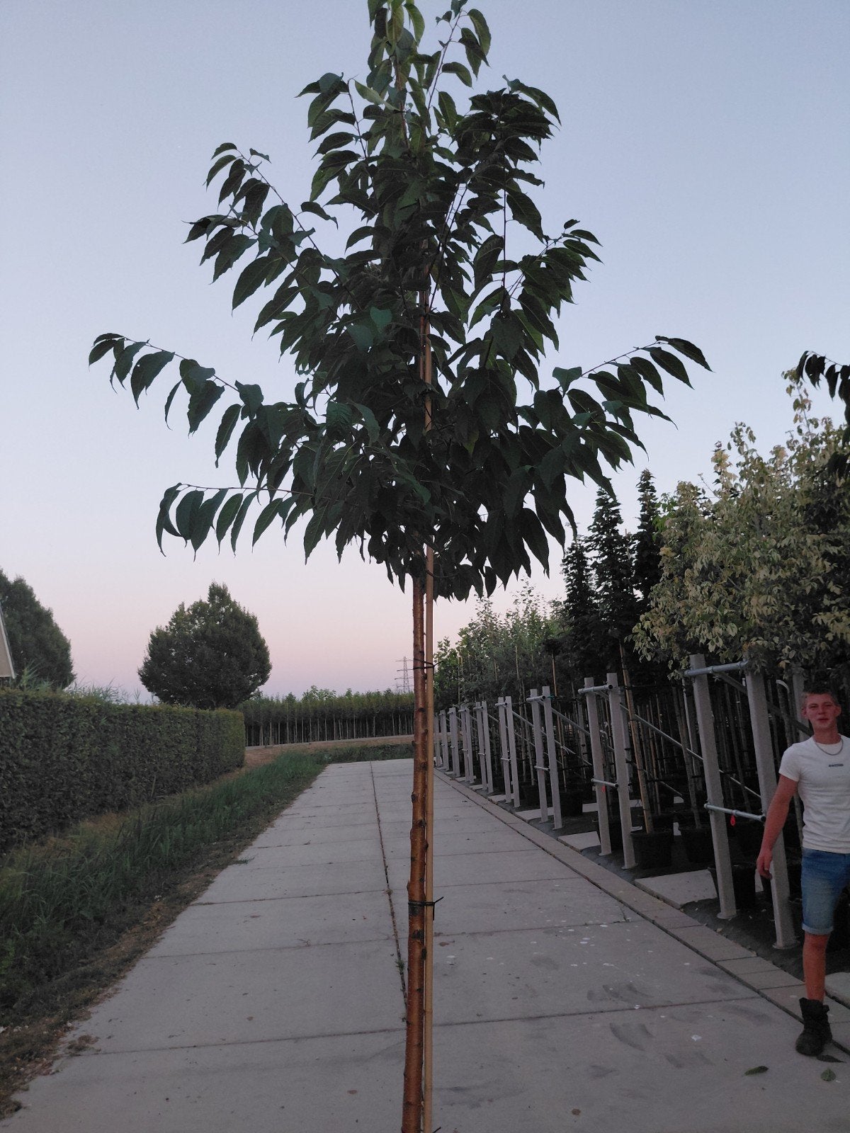 prunus maaiki, Overige soorten, Lente, 250 tot 400 cm, Ophalen