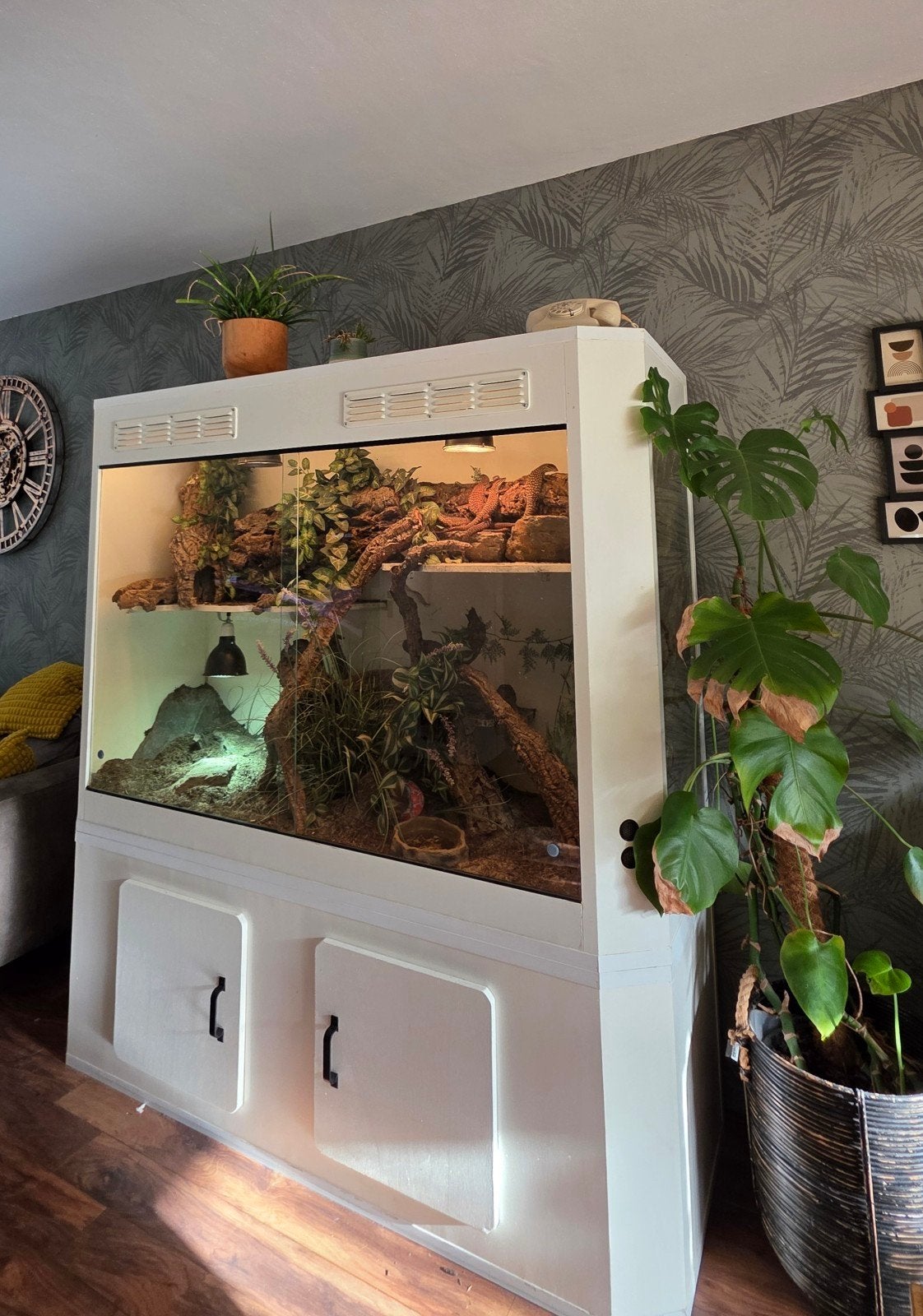 Varanus Acanthurus  5x inclusief Terrarium Monitor Lizard photo 10