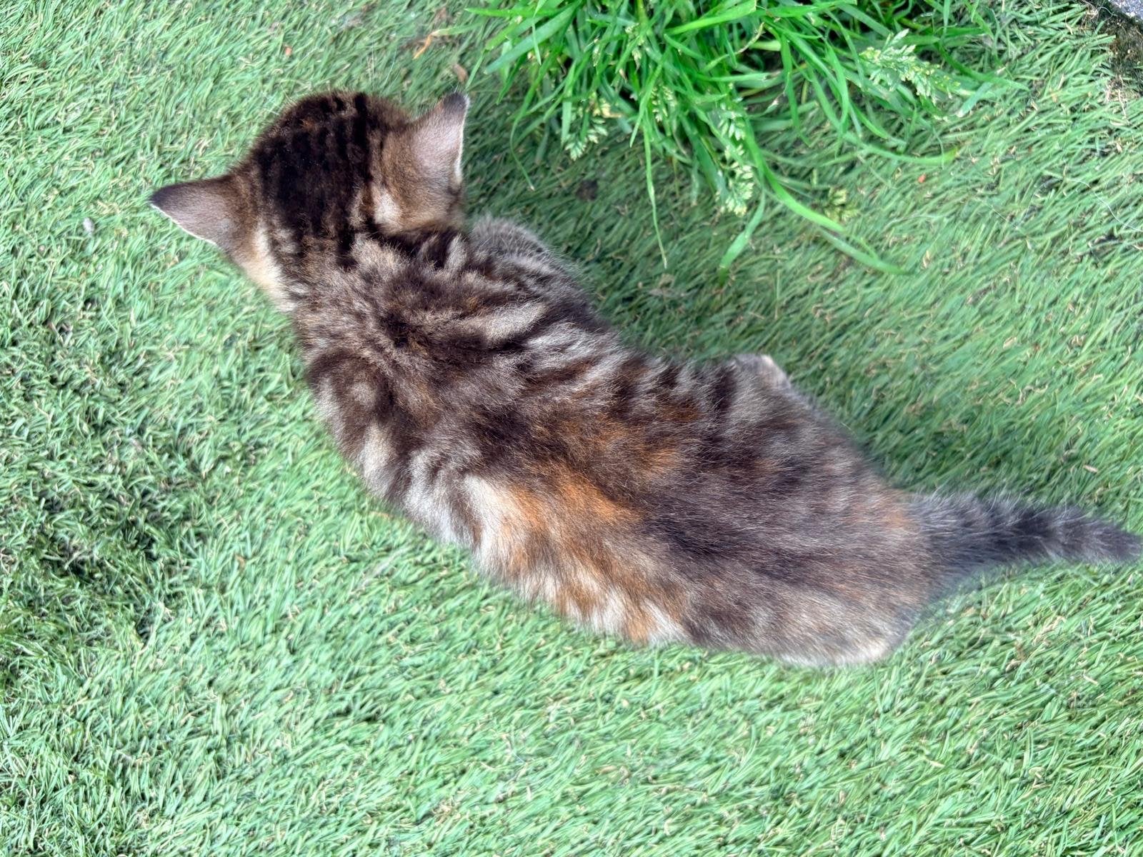 Kittens, Dieren en Toebehoren, Meerdere dieren