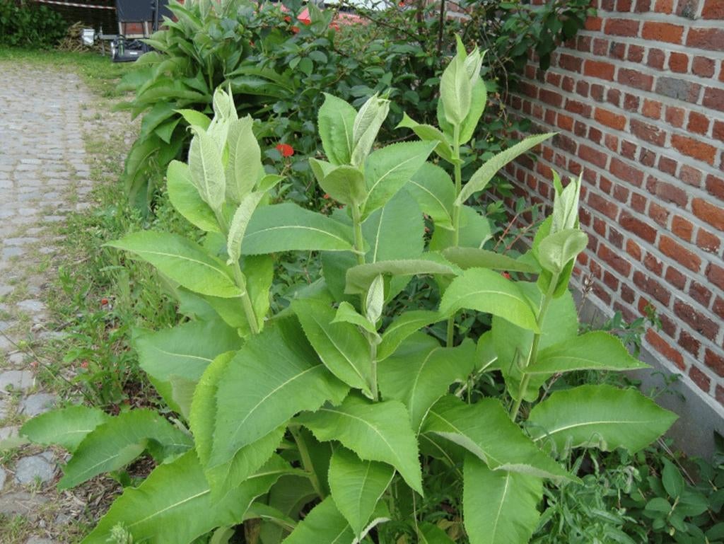 Griekse alant - Gratis ophalen, Volle zon, Vaste plant, Zomer, Ophalen