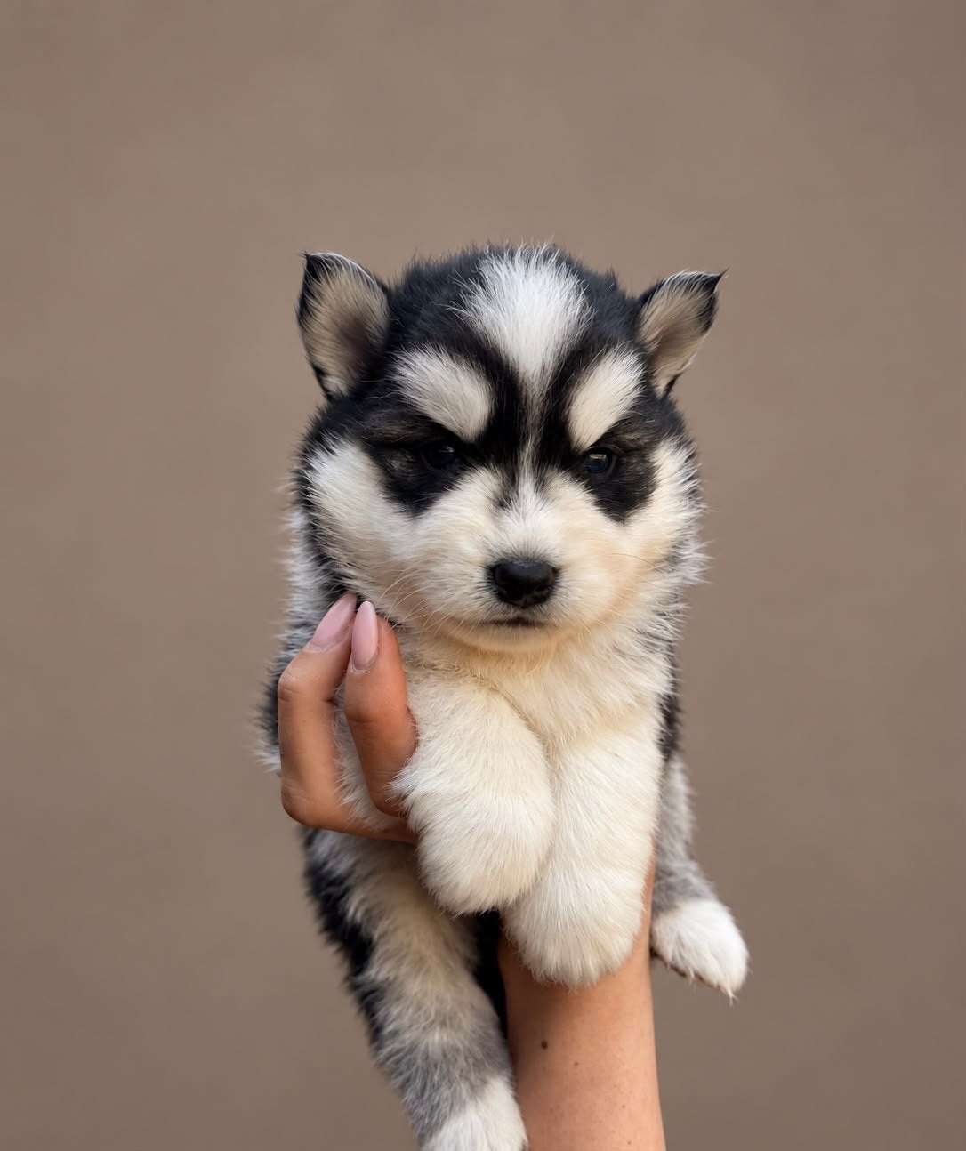 Prachtige pomsky pups beschikbaar, Dieren en Toebehoren, 8 tot 15 weken, Poolhond, Meerdere, Meerdere dieren