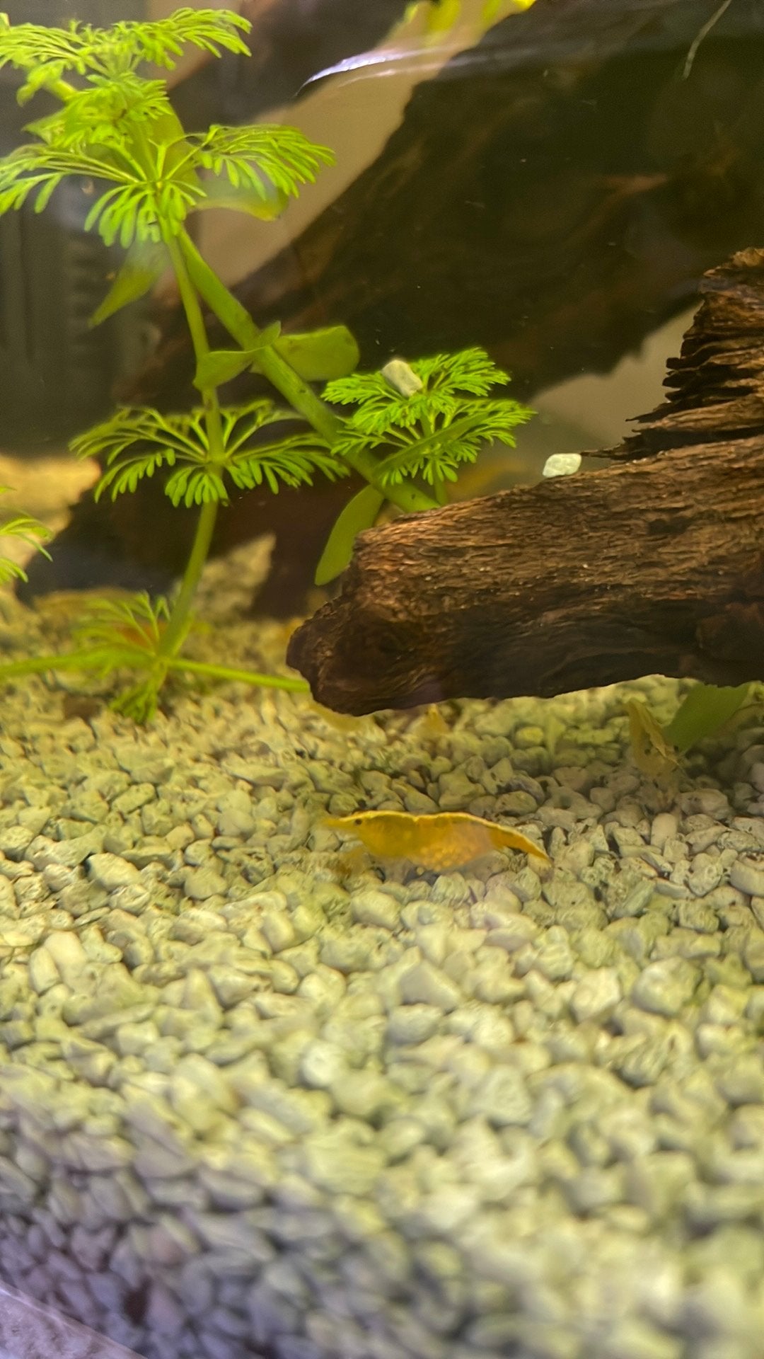 Yellow Neon Striped Garnalen €1 per stuk, Dieren en Toebehoren, Kreeft, Krab of Garnaal