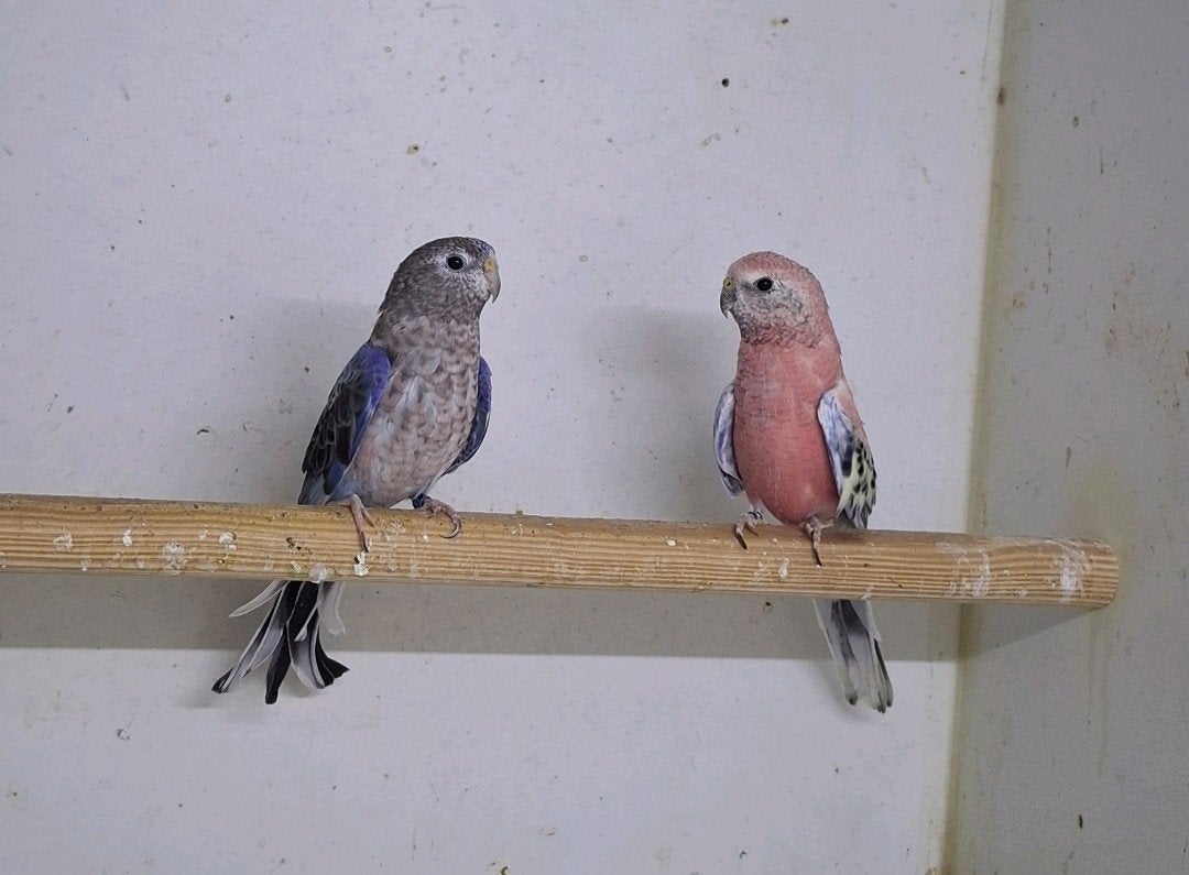 bourke blauw Selektion, Meerdere dieren, Parkiet, Geringd